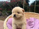 AYI SURAT CHOW CHOW YAVRULARIMIZ