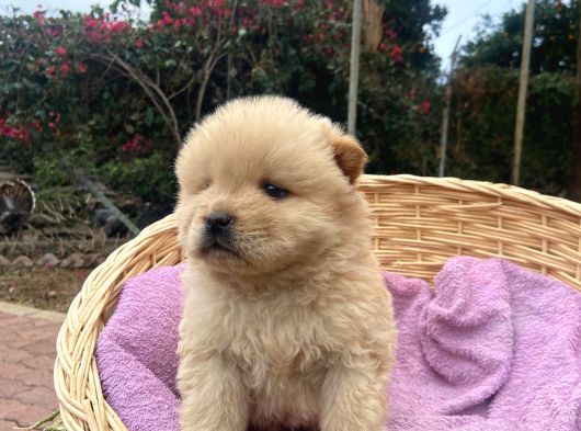 Ayi Surat Chow Chow Yavrularimiz