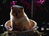 Ayi Surat Chow Chow Yavrularimiz