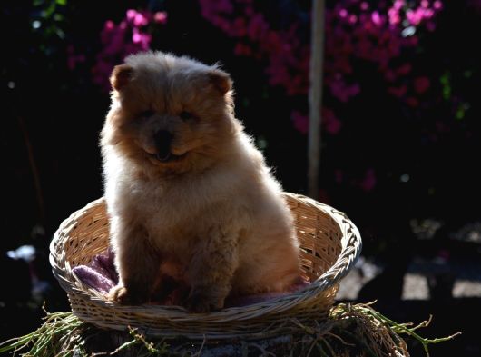 Ayi Surat Chow Chow Yavrularimiz görsel
