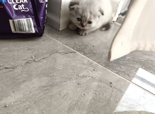 Yalovada Cok Tatli Egitimleri Tam Yavru 2 Aylik Kediler görsel