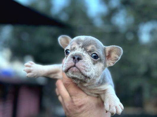 Biblo French Buldog görsel
