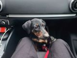 3 Buçuk Aylık Doberman Safkan