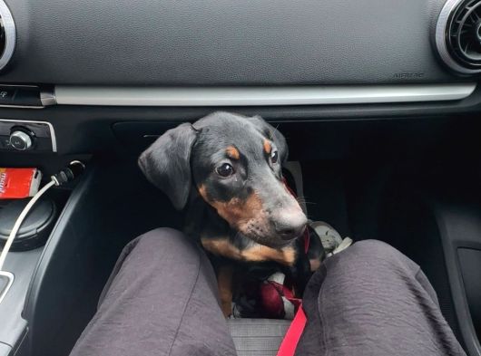 3 Buçuk Aylık Doberman Safkan görsel