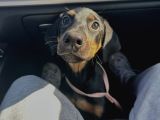3 Buçuk Aylık Doberman Safkan