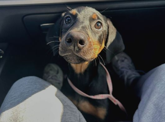 3 Buçuk Aylık Doberman Safkan görsel