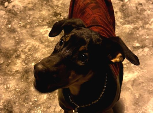 3 Buçuk Aylık Doberman Safkan görsel
