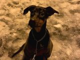 3 buçuk aylık Doberman safkan