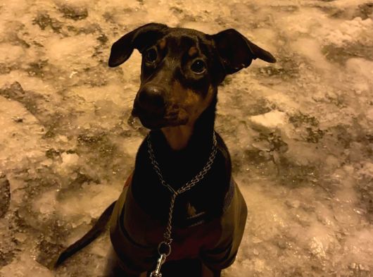 3 Buçuk Aylık Doberman Safkan