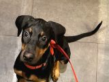 3 Buçuk Aylık Doberman Safkan