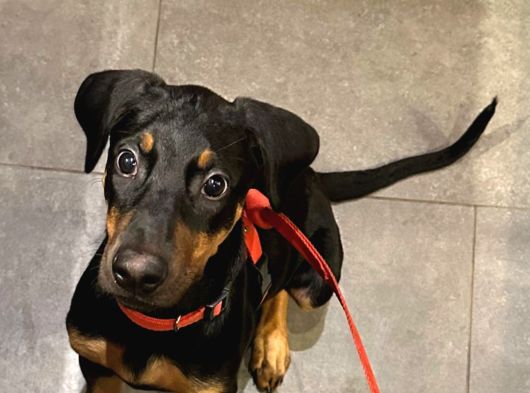 3 Buçuk Aylık Doberman Safkan görsel