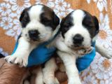 Dev saint bernard