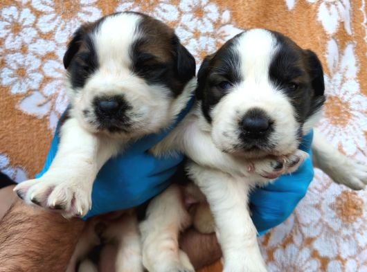 Dev Saint Bernard