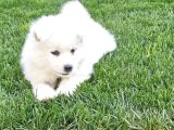 Kartopu Samoyed