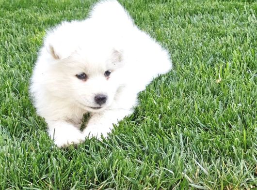 Kartopu Samoyed görsel