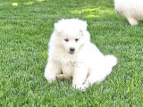 Kartopu Samoyed