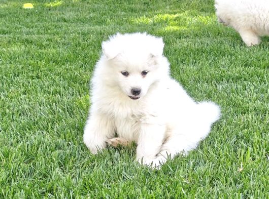 Kartopu Samoyed görsel