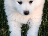 Kartopu Samoyed