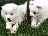 Kartopu samoyed