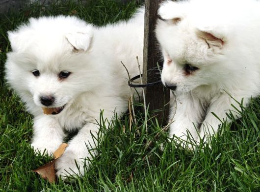 Kartopu Samoyed