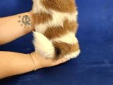 Teacup Shih Tzu Yavrular