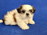 Teacup Shih Tzu Yavrular