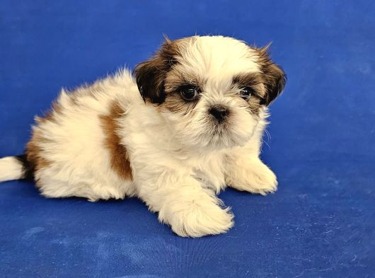 Teacup Shih Tzu Yavrular görsel