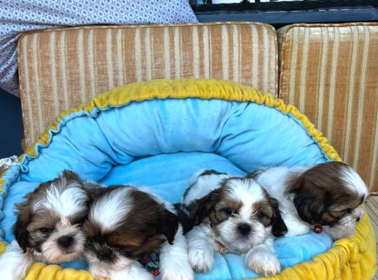 Teacup Shih Tzu Yavrular