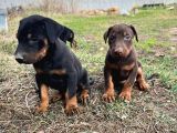 Efsane Doberman Yavrular