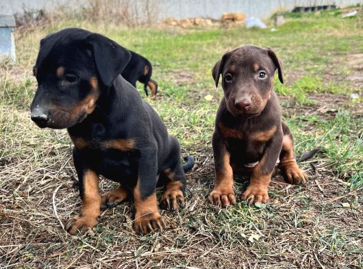 Efsane Doberman Yavrular görsel