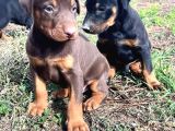 Efsane doberman yavrular