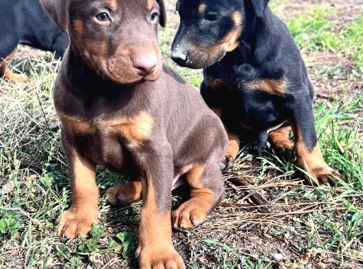 Efsane Doberman Yavrular