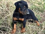 Efsane Doberman Yavrular
