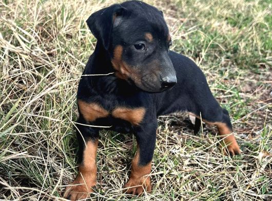 Efsane Doberman Yavrular görsel