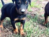 Efsane Doberman Yavrular