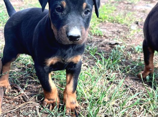 Efsane Doberman Yavrular görsel