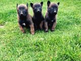 Üst düzey kara maske Belçika malinois