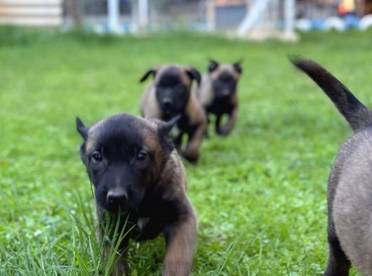 Üst Düzey Kara Maske Belçika Malinois görsel