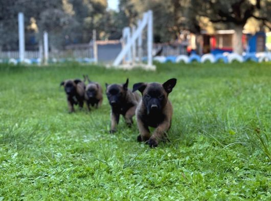 Üst Düzey Kara Maske Belçika Malinois görsel