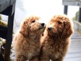 Dev Labradoodle Yavrular