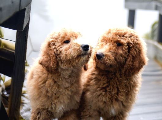 Dev Labradoodle Yavrular görsel