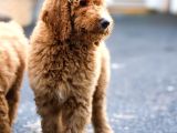 Dev Labradoodle Yavrular
