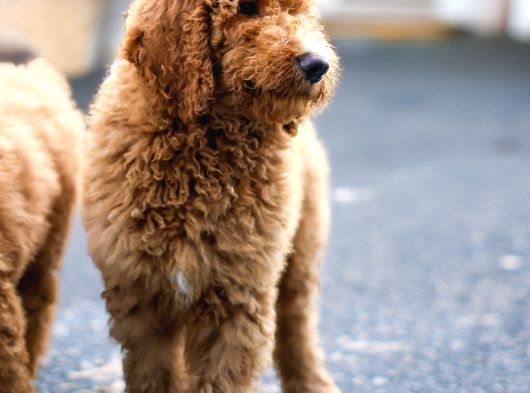 Dev Labradoodle Yavrular görsel