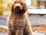 DEV LABRADOODLE YAVRULAR