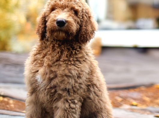 Dev Labradoodle Yavrular