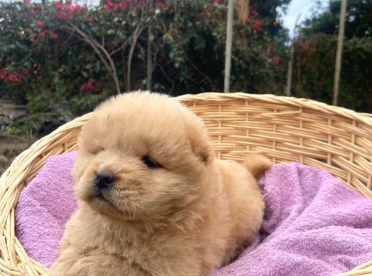 Ayi Surat Chow Chow Yavrularimiz görsel