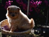 Ayi Surat Chow Chow Yavrularimiz