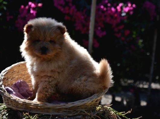 Ayi Surat Chow Chow Yavrularimiz görsel