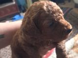 Kilo Garantili Toy Poodle Yavrular