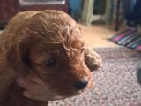 Kilo Garantili Toy Poodle Yavrular